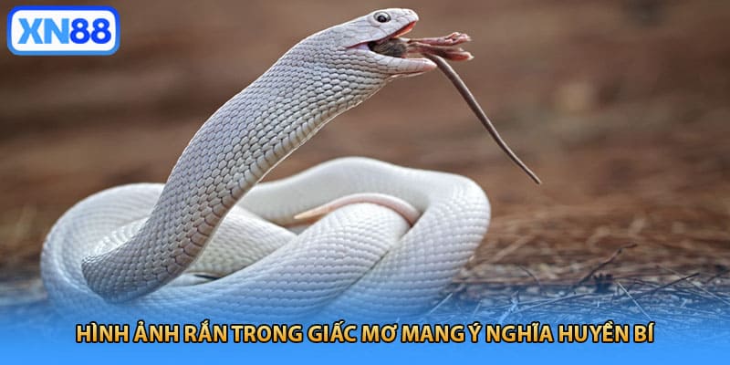 Hình ảnh rắn trong giấc mơ mang ý nghĩa huyền bí